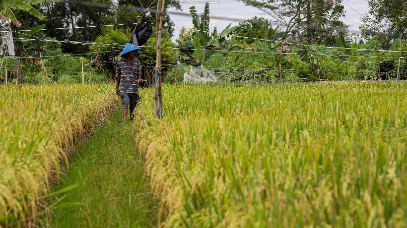 Alih Fungsi Lahan Pertanian